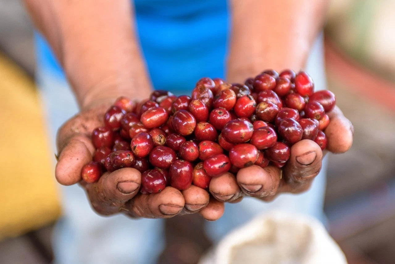 Geisha Green Tip Coffee Seeds (Coffea arabica var. Geisha Green Tip) – Premium Rare High-Altitude Specialty Coffee Plant Seeds for Planting
