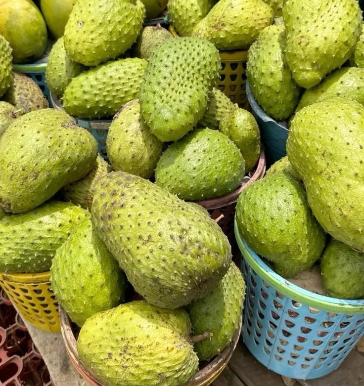Nigerian Soursop Seeds (Annona muricata) for Planting