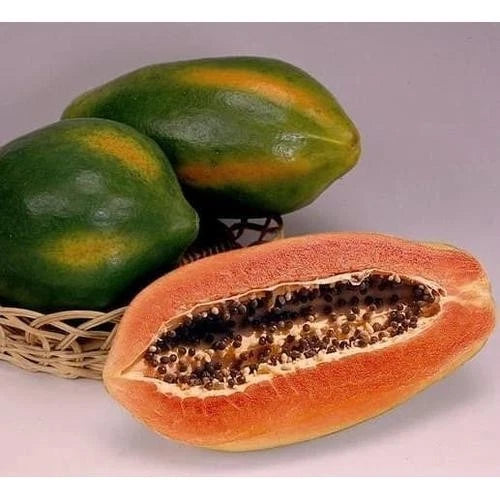 Red Carisya Papaya Seeds (Carica papaya 'Red Carisya') – 150 Premium Fresh Sweet Red Carisya Papaya Seeds