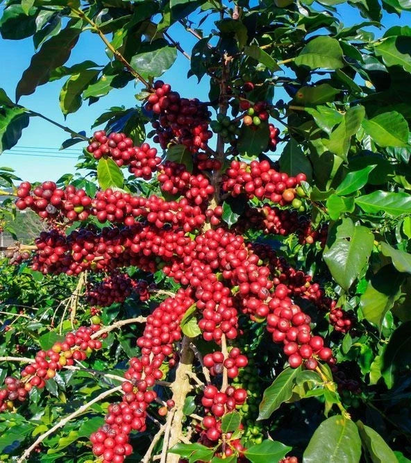 120+ Super Ateng Arabica Coffee Seeds (Coffea arabica) – High Yield Compact Plant Certified Crop Seeds for Planting