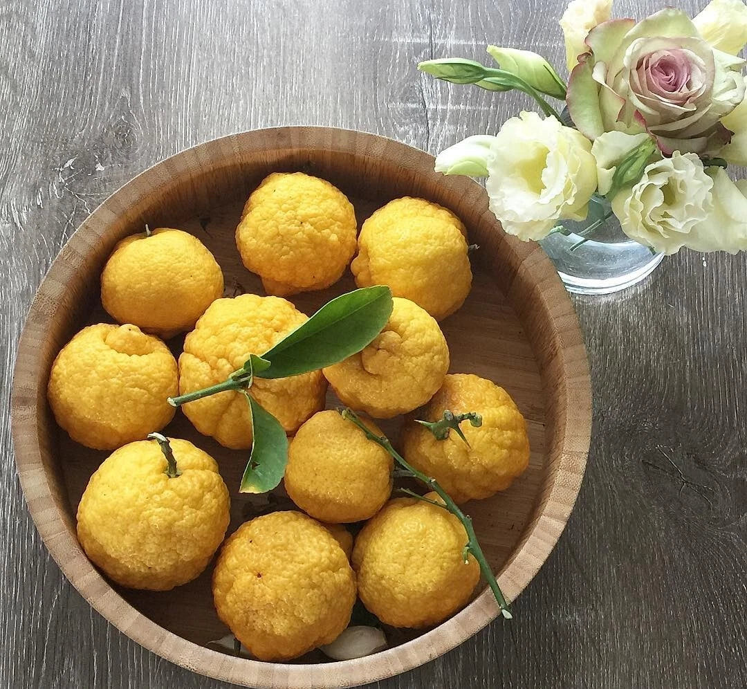 Rough Lemon Seeds (Citrus jambhiri / 1000+ Premium Indian Lemon Rootstock & Citrus Fruit Seeds) – Premium Botanical Specimen Plant Seeds for Planting