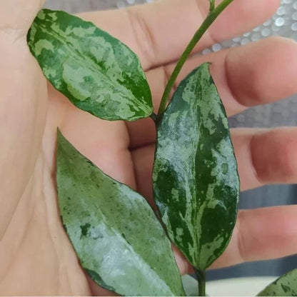 Hoya Lacunosa ‘Green Flame’ | Rare Tropical Wax Plant | Collector Hoya | Indoor Outdoor Houseplant