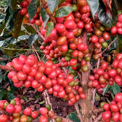 Pink Bourbon Coffee Seeds (Coffea arabica var. Bourbon Rosado) – Premium Certified Rare Specialty Gourmet Coffee Bean Seeds for Planting (120 Pcs)