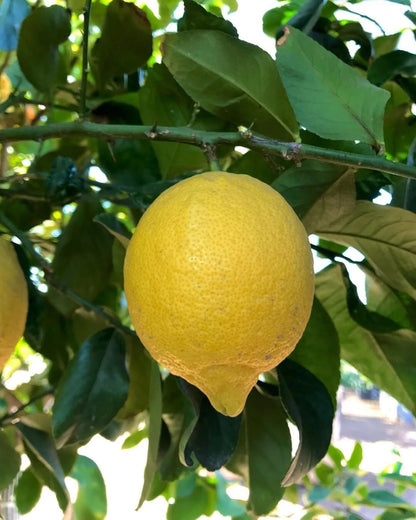 Citrus Lisbon Lemon Seeds 100+ (Citrus limon) – Fresh True Lemon Fruit Tree & Exotic Citrus Plant Seeds for Cultivation