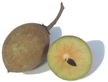 Premium Krasue Variety Sapodilla Seeds (Manilkara zapota var. Krasue) – Sweet Tropical Chico Zapote Fruit Tree Seeds for Planting (35+ Pcs)