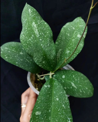 Hoya Polypus Splash Seeds (Rare Tropical Wax Plant Specimen / 15+ Exotic Variegated Asclepiad Vine Seeds) – Premium Botanical Specimen Plant Seeds for Planting