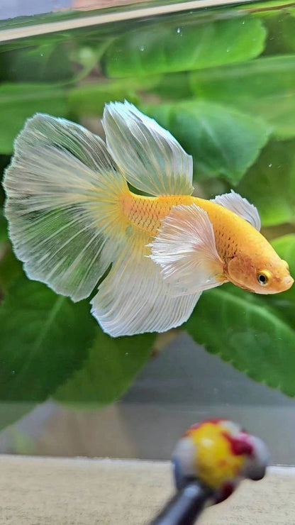 Rare Halfmoon Dumbo Ear Gold Butterfly - Premium Import Betta Fish From Indonesia