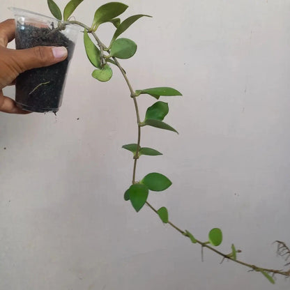 Hoya myrmecopa 'Selayar' Rare Tropical Wax Plant Seeds – Exotic Climbing Vine & Epiphytic Foliage Plant Seeds for Planting