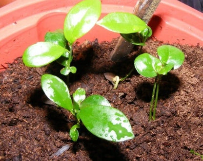Baby Java Orange (Citrus sinensis (L.) Osbeck) – 2000+ Premium Seeds