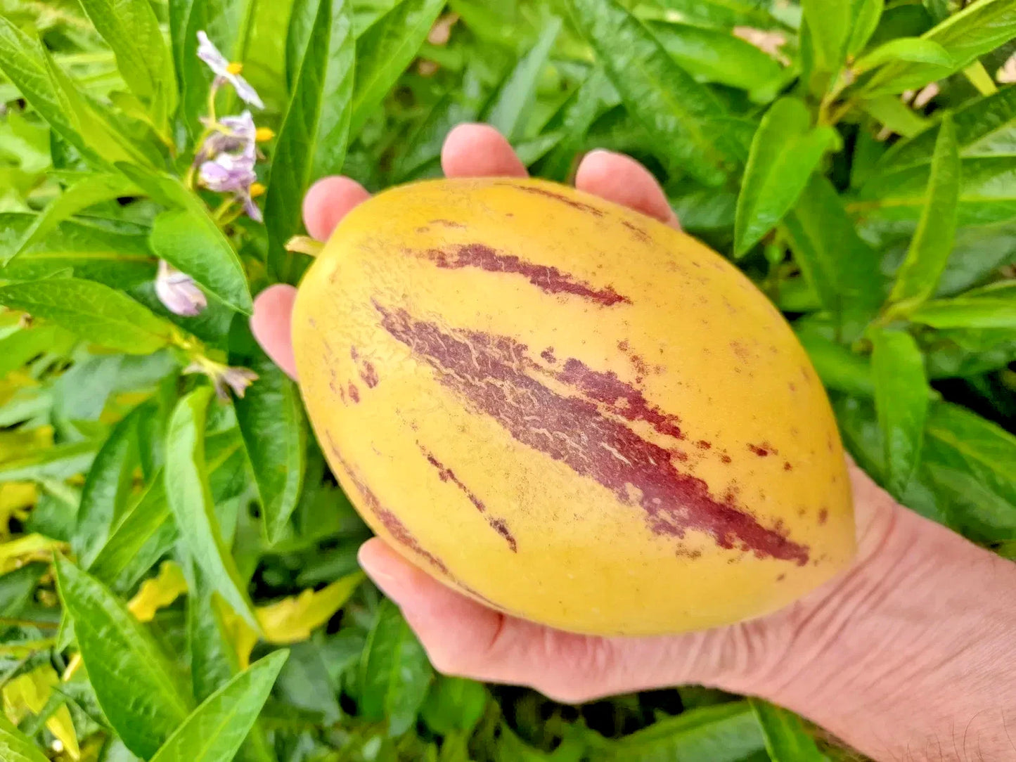 Golden Pepino Melon Seeds (Solanum muricatum 'Golden') – 100+ Premium Fresh Exotic Sweet Golden Pepino Melon Seeds