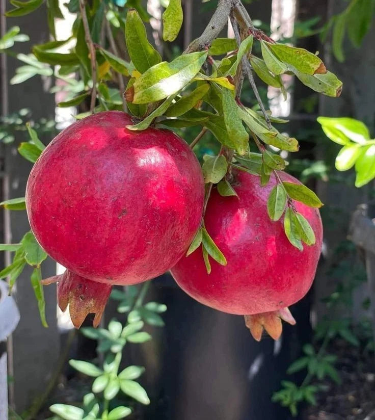 Premium 'Angel Red' Pomegranate Seeds (Punica granatum) – Elite Early-Harvest Commercial Pomegranate Seeds (100 Count)