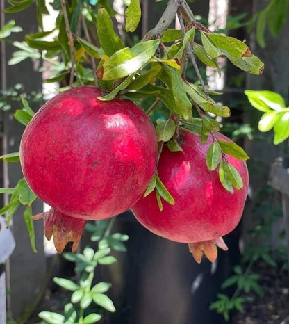 Premium 'Angel Red' Pomegranate Seeds (Punica granatum) – Elite Early-Harvest Commercial Pomegranate Seeds (100 Count)