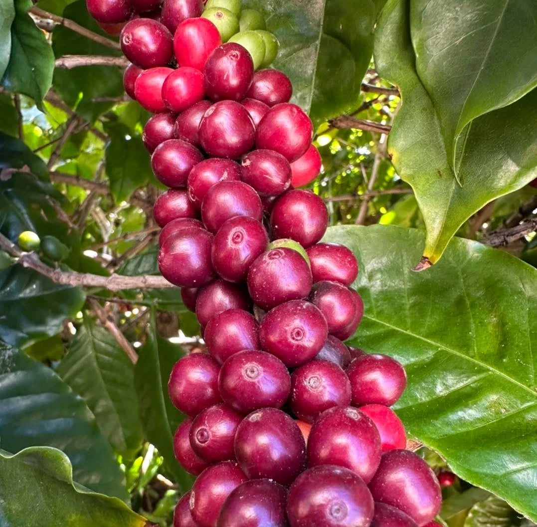 Hybrid Timor Coffee Seeds (Coffea sp. / 120+ Premium Natural Arabica-Robusta Hybrid Coffee Bean Seeds) – Premium Botanical Specimen Plant Seeds for Planting