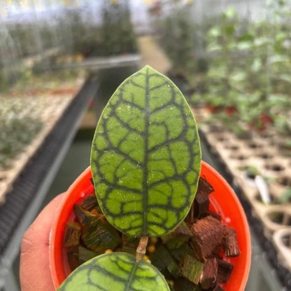 Stunning Hoya Calistophylla 'Black Octopus' – Rare Tropical Indoor & Outdoor Wax Plant