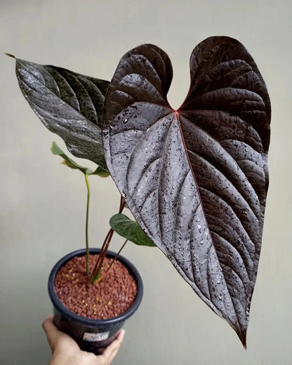 Anthurium modeanum – Rare Exotic Tropical Aroid
