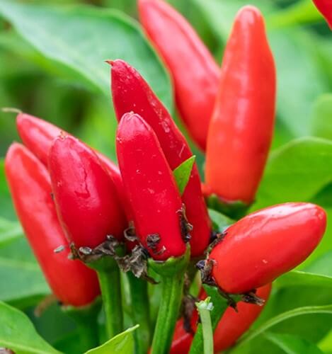 Thai Capsicum Fruitescen Hot Pepper 30 Seeds For Planting