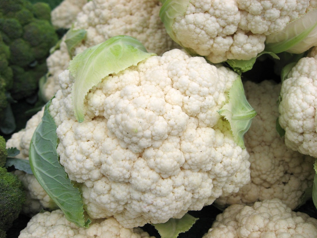 Cauliflower Snowball Y Improved 100 Seeds For Planting