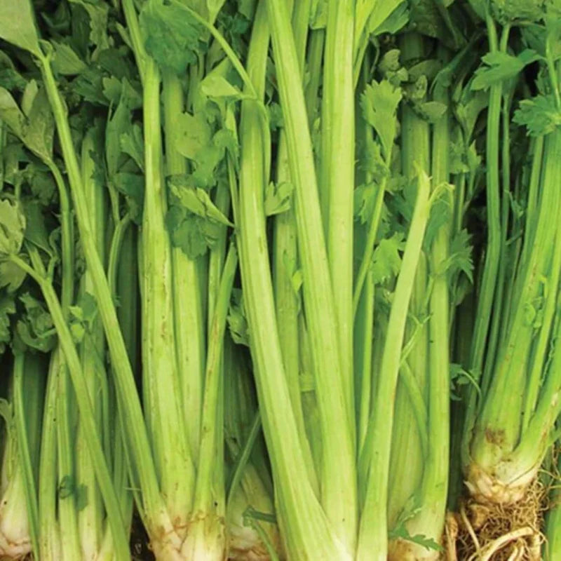 Celery Tall Utah 52/70 Apium graveolens 2500 Seeds For Planting