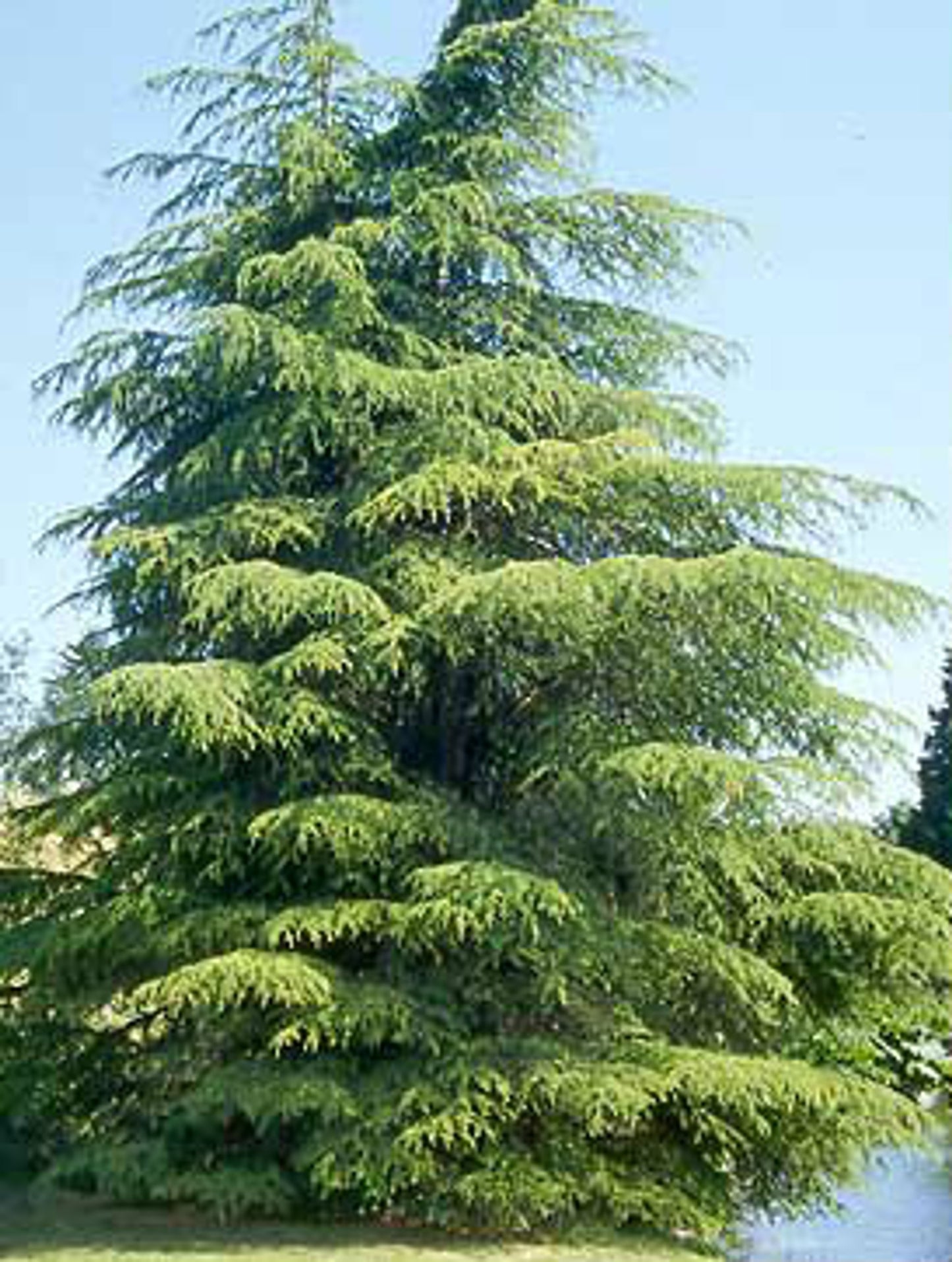 Cedrus libani 5 Seeds For Planting