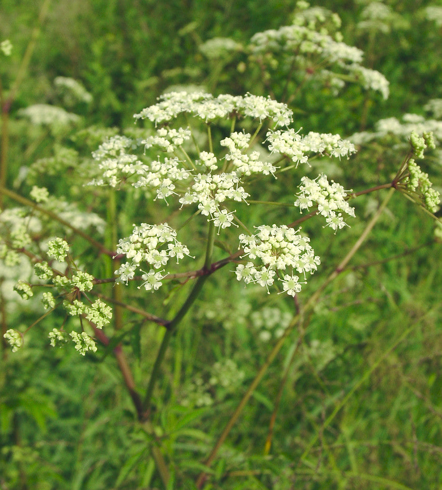 Cicuta maculata - Water Hemlock 500 mg Seeds For Planting