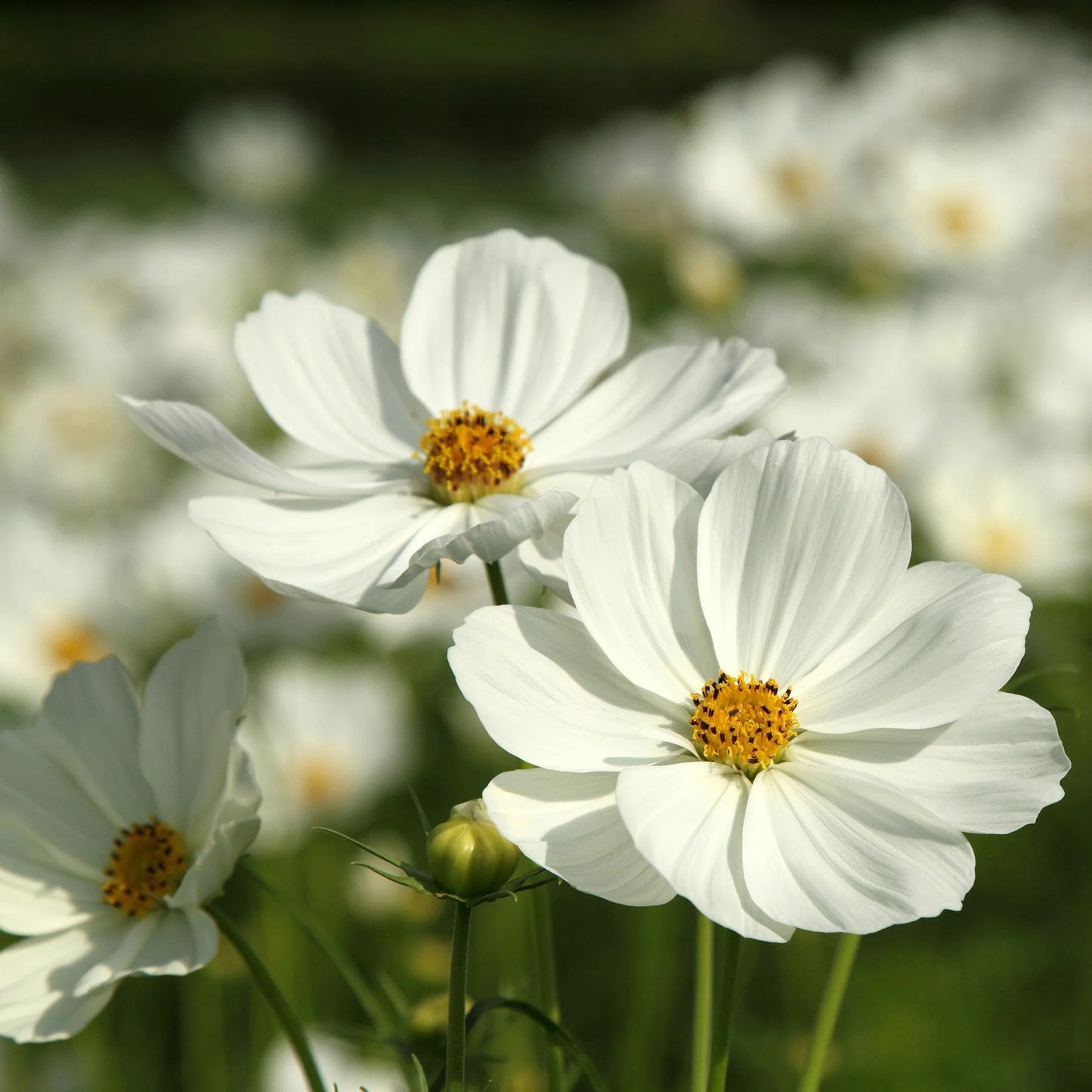 Cosmos bipinnatus Cosmos Purity 1 gram Seeds For Planting