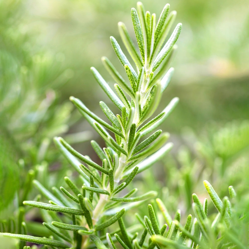 Rosemary Herb Rosmarinus officinalis 100 mg Seeds For Planting