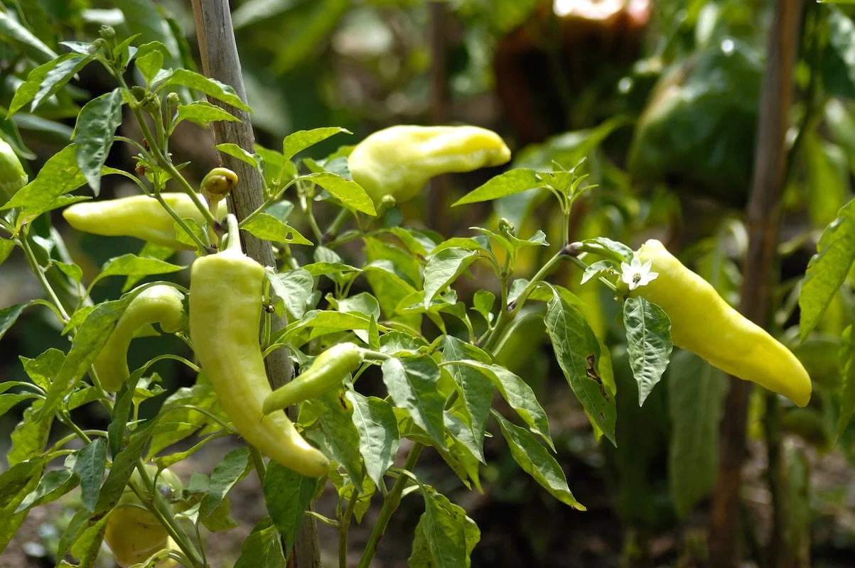 Pepper - Cubanelle 250mg Seeds For Planting