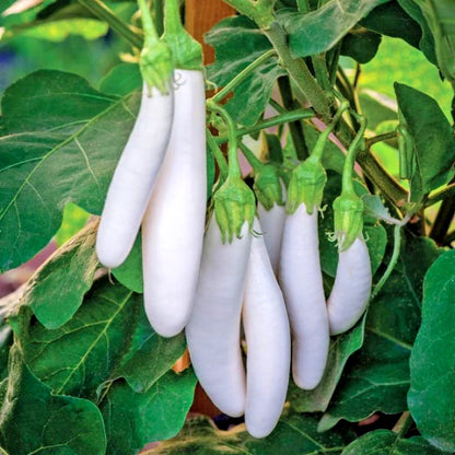 2,000+ Eggplant Seeds (Solanum melongena) Bundling 9 Cultivar Garden Package – Premium Certified Heirloom Vegetable and Solanaceous Seeds for Planting