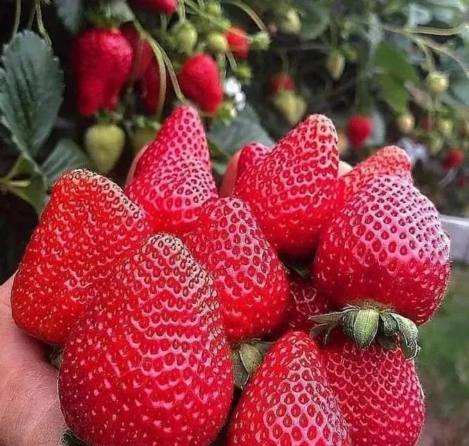 Strawberry Seeds 160+ pcs Bundle (Fragaria × ananassa) – 4-Cultivar Garden Package Premium Certified Sweet Berry Fruit Plant Seeds for Planting