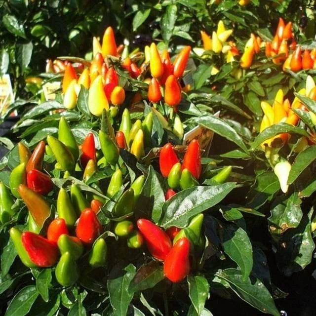 250+ Chili Pepper Seeds (Capsicum sp.) – Bundling 5 Cultivar Garden Package Certified Heirloom Vegetable Seeds for Planting