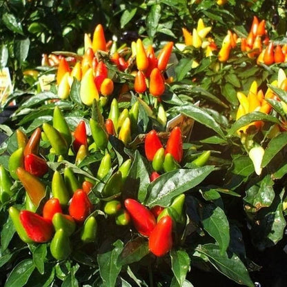 250+ Chili Pepper Seeds (Capsicum sp.) – Bundling 5 Cultivar Garden Package Certified Heirloom Vegetable Seeds for Planting
