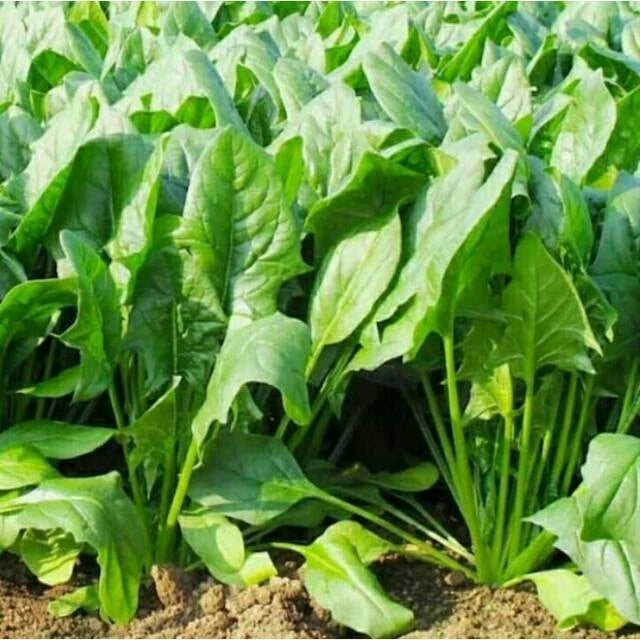 Spinach Seeds 1,750+ pcs Bundle (Amaranthus spp.) – 5-Cultivar Garden Package Premium Certified Nutritious Leafy Green Plant Seeds for Planting