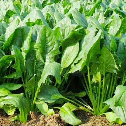 Spinach Seeds 1,750+ pcs Bundle (Amaranthus spp.) – 5-Cultivar Garden Package Premium Certified Nutritious Leafy Green Plant Seeds for Planting