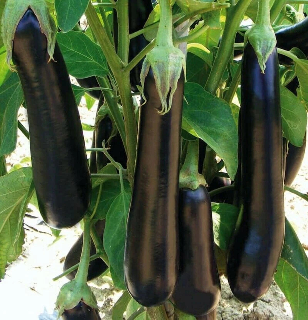 2,080+ Eggplant Seeds (Solanum melongena) Bundling 4 Cultivar Garden Package – Premium Certified Heirloom Fruiting Vegetable Seeds for Planting