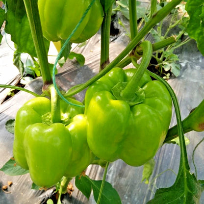 40+ Bell Pepper Seeds (Capsicum annuum) – Bundling 4 Cultivar Garden Package Certified Heirloom Vegetable Seeds for Planting