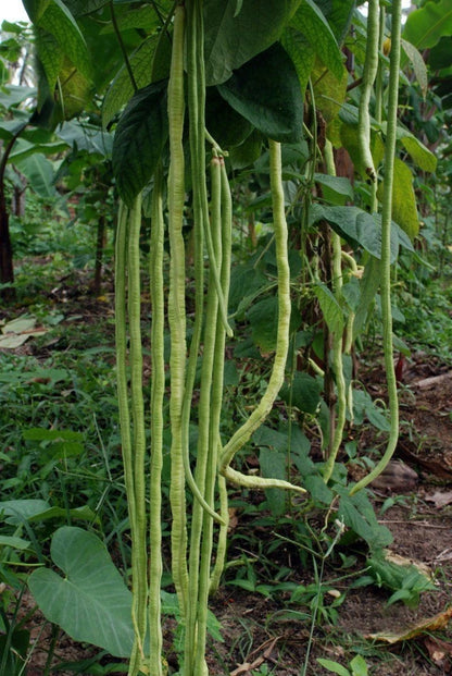 125+ Bean Seeds – Bundling 5 Cultivar Garden Package Certified Heirloom Vegetable Seeds for Planting