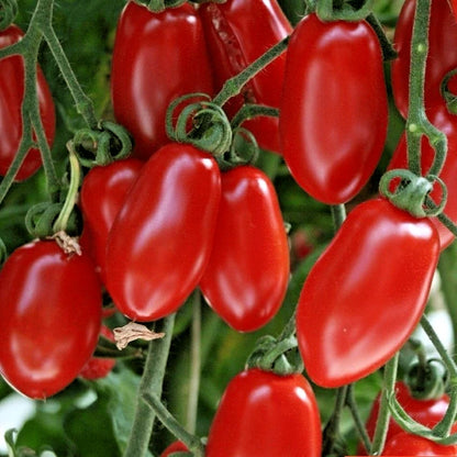 480+ Cherry Tomato Seeds (Solanum lycopersicum) Bundling 4 Cultivar Garden Pack – Premium Certified Heirloom Fruiting Vegetable Seeds for Planting