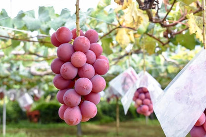 Rare Koshu Grape Seeds (100 pcs) - Authentic Japanese Vitis vinifera Table Grape Vines
