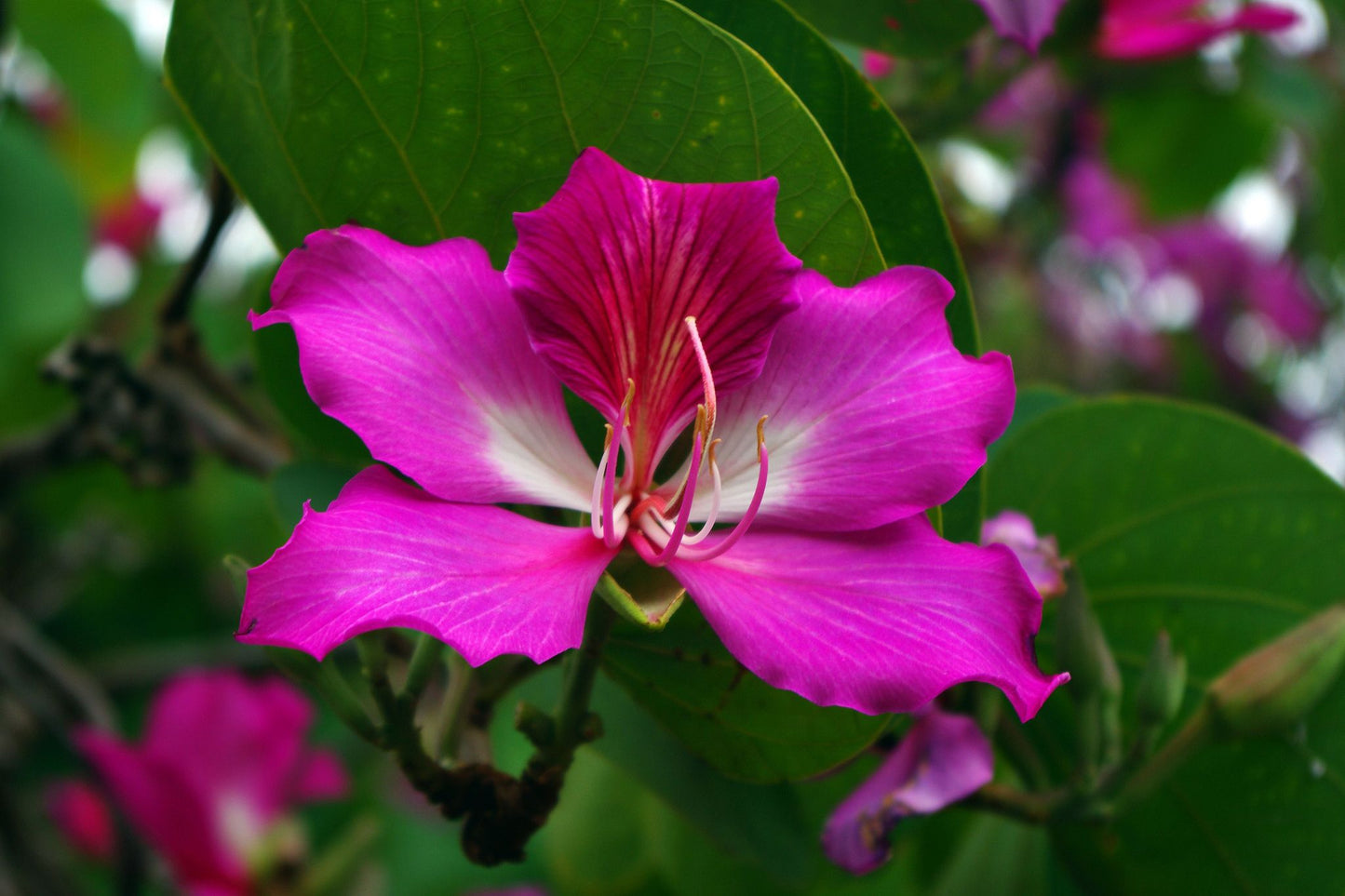 Bauhinia Purpurea 10 Seeds For Planting