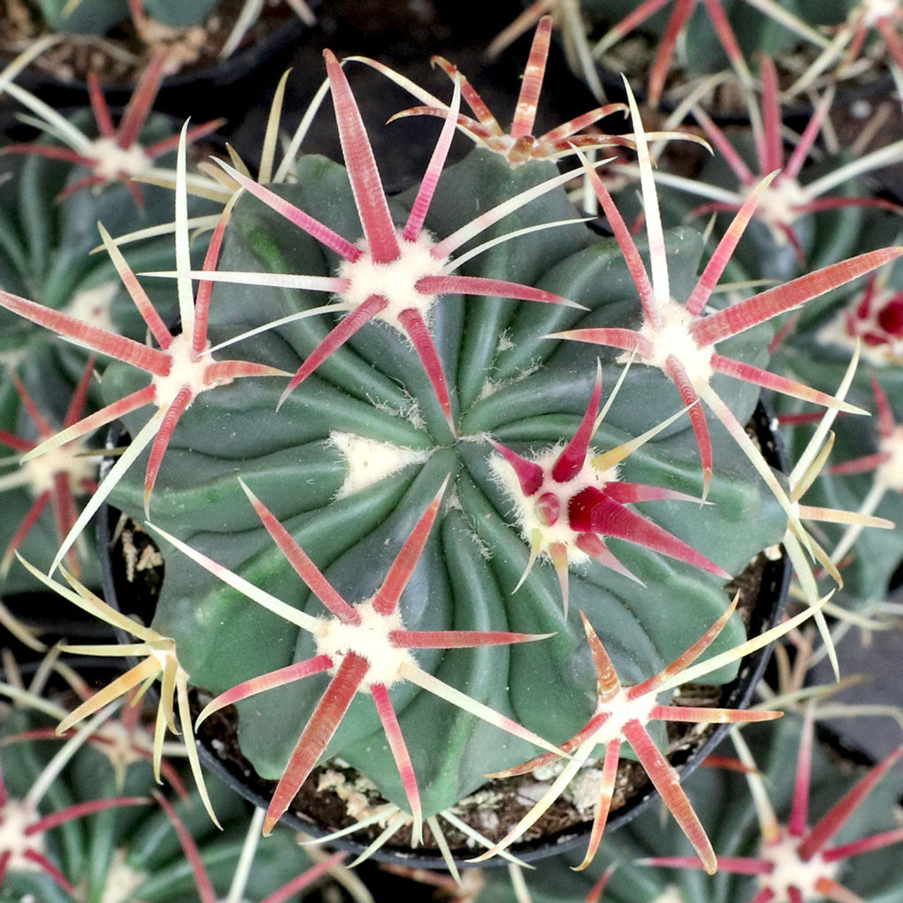Devil's Tongue Cactus 4" Pot Ferocactus latispinus | Unique Barrel Cacti with Red Spikes | Drought-Resistant Succulent Plant
