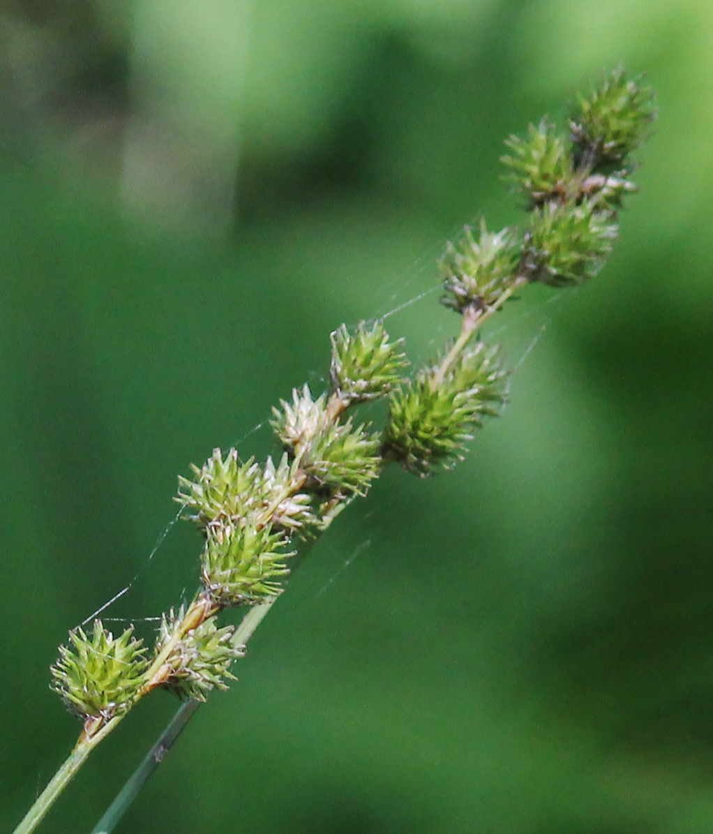 Spreading Oval Sedge Carex Normalis 400 Seeds for Planting