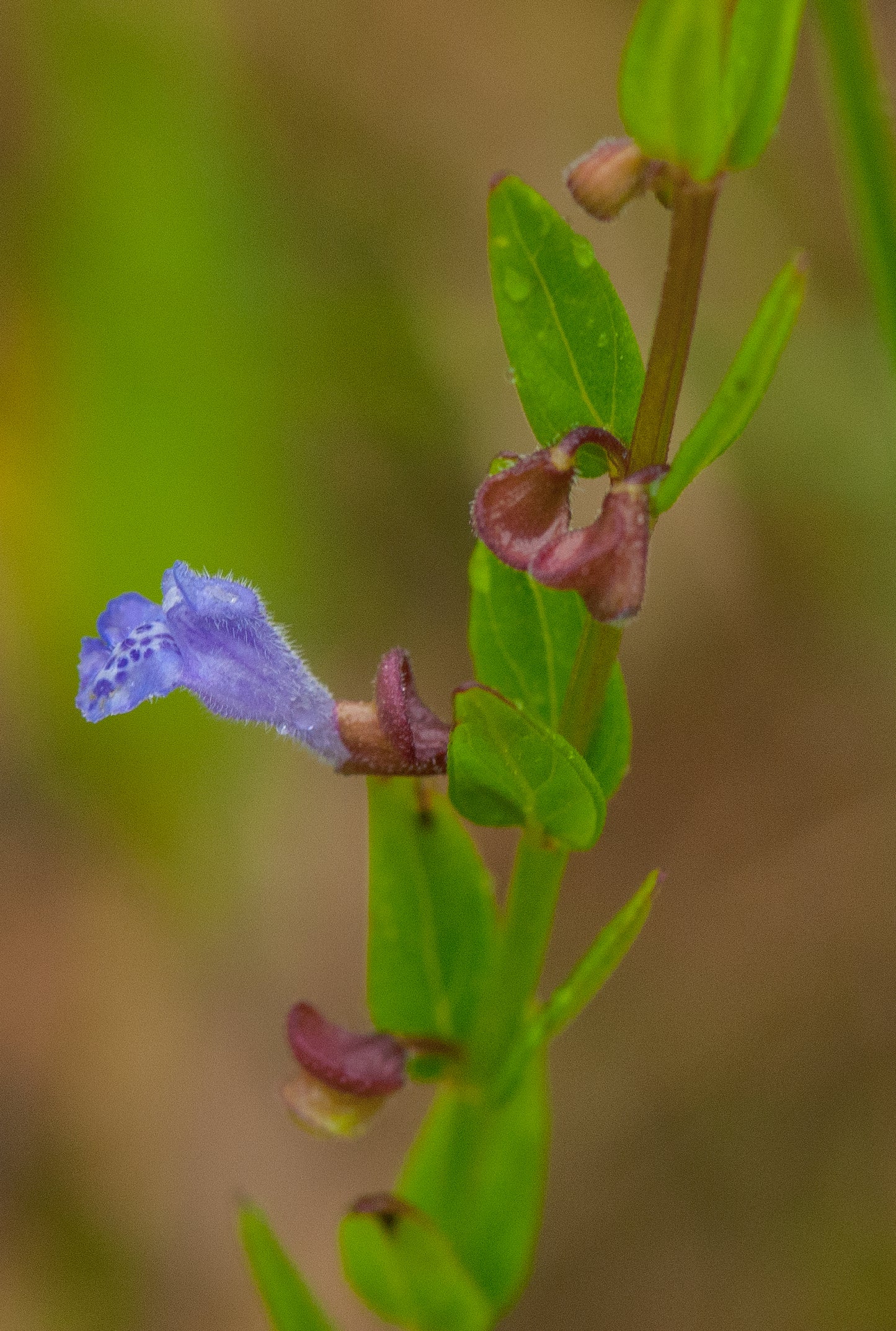 Small Skullcap Scutellaria Leonardii 100 Seeds for Planting Mint Family Ground Cover