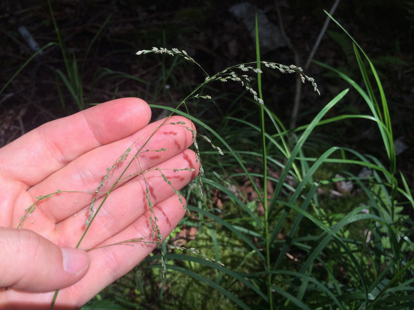 Fowl Manna Grass Glyceria Striata 500 Seeds for Planting