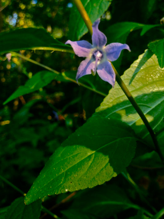 Tall Bellflower Campanula americana 1000 Seeds for Planting