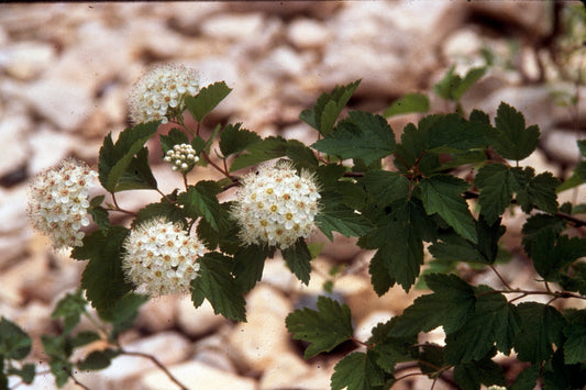 American Cranberry Bush Viburnum Opulus var. Americanum 15 Seeds for Planting