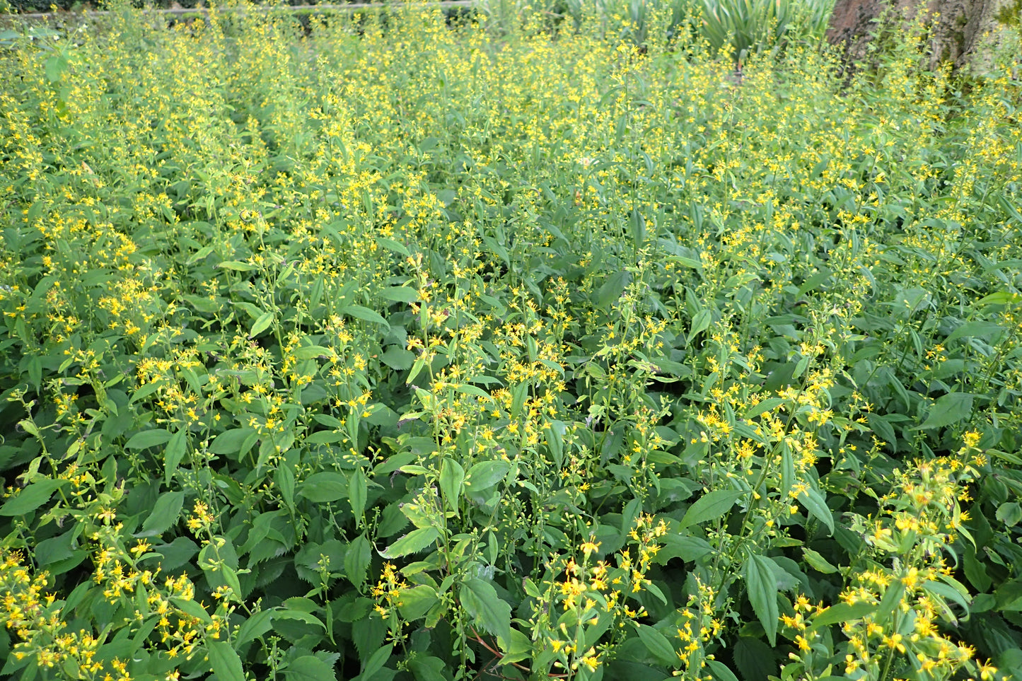 Zig Zag Goldenrod Solidago Flexicaulis 100 Seeds for Planting Bluntly Toothed Leaves