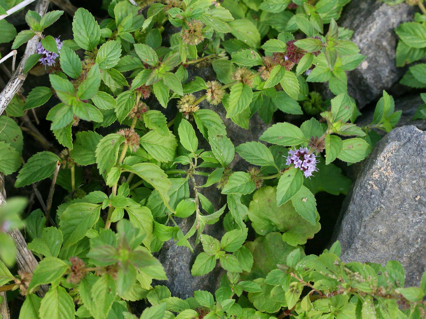 Wild Mint Mentha Arvensis 500 Seeds for Planting