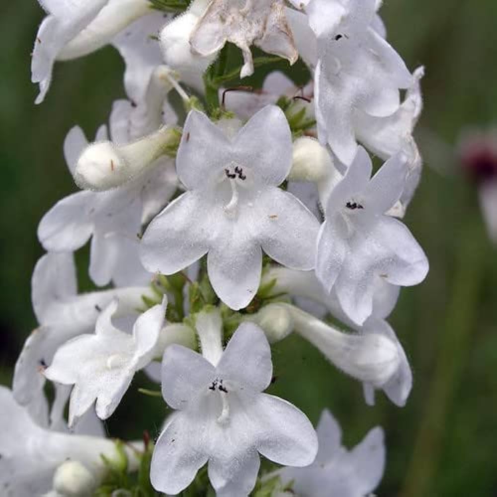 Tube Beardtongue Penstemon Tubaeflorus 500 Seeds for Planting White Wand Prairie Perennial Seeds