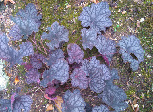 Prairie Alumroot Heuchera richardsonii 750 Seeds for Planting