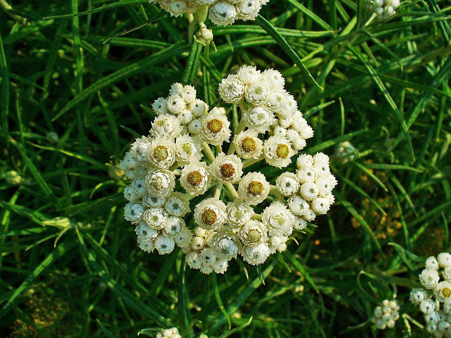 Pearly Everlasting Anaphalis Margaritacea 300 Seeds for Planting